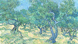 Vincent Van Gogh Olive Tree Grove Painting 