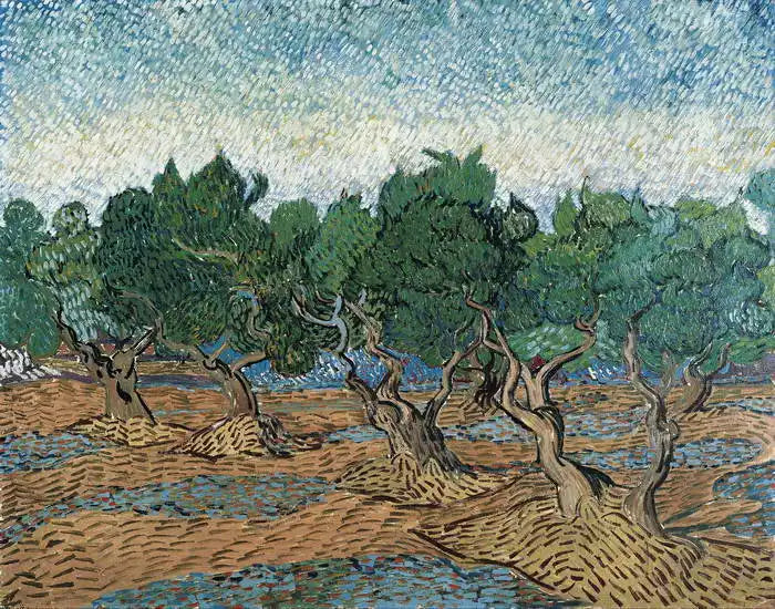 Olive trees landscape